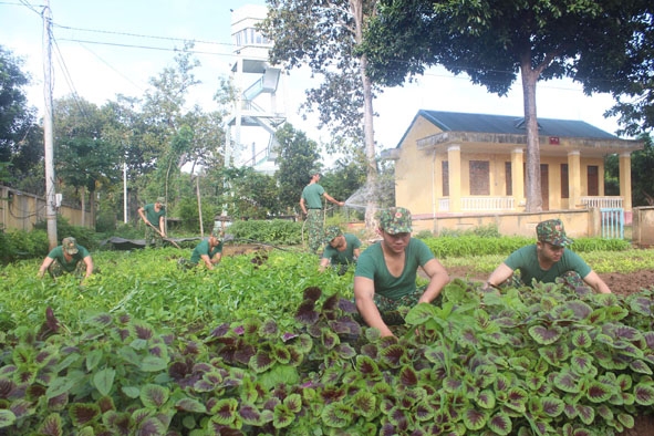 Vườn rau theo mô hình tiểu trang trại của Đồn Biên phòng Sêrêpốk.