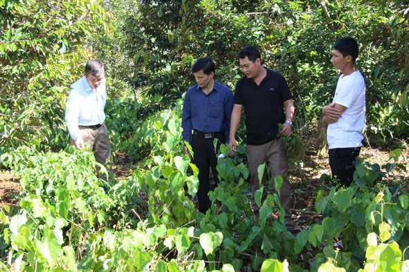 Vườn bò khai xen canh sầu riêng đạt tiêu chuẩn VietGAP của Hợp tác xã Nông nghiệp Dịch vụ Cao Bằng.