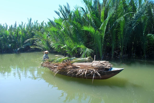 Rừng dừa nước ở Cẩm Thanh.