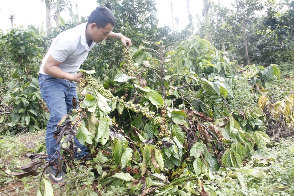 Vườn cà phê trĩu quả  của gia đình anh Nguyễn Hải Thiện  bị kẻ gian  chặt phá.    