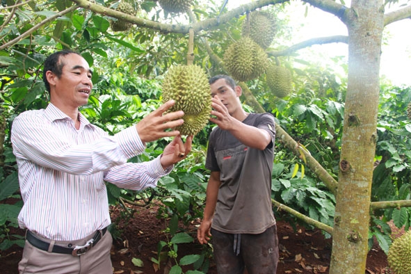 Cán bộ Hội Nông dân xã Ea Tu (TP. Buôn Ma Thuột) tham quan vườn sầu riêng của người dân trên địa bàn xã.