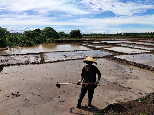 Nông dân xã Cư Êbur (TP. Buôn Ma Thuột) làm đất chuẩn bị gieo trồng vụ đông xuân. 