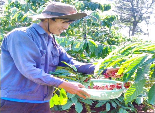 Công nhân Công ty Cổ phần Cà phê Thắng Lợi thu hoạch cà phê. 