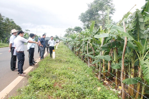 Chủ đầu tư và UBND thị xã Buôn Hồ kiểm tra một vị trí vi phạm lấn chiếm hành lang trên tuyến tránh phía Tây đoạn qua xã Cư Bao.