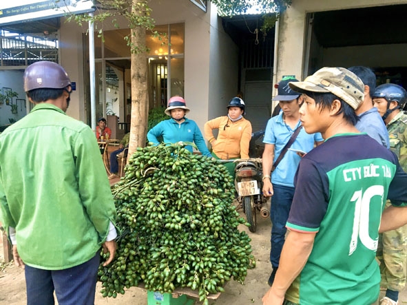 Vựa thu mua cau của anh Nguyễn Văn Đông (xã Ea Tiêu, huyện Cư Kuin). 