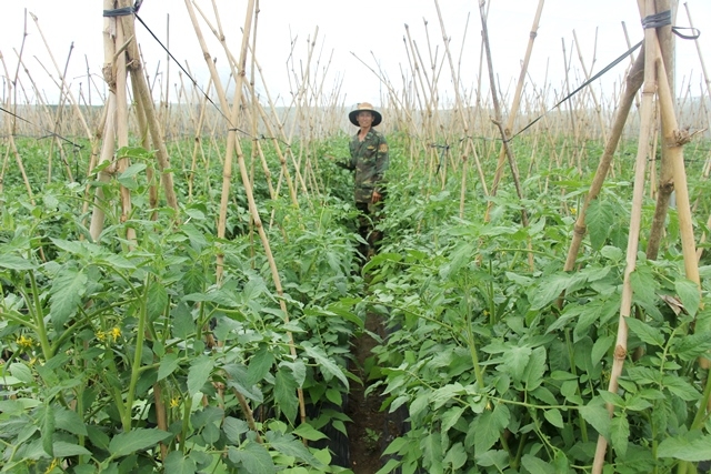 Mô hình sản xuất rau an toàn ở xã Hòa An