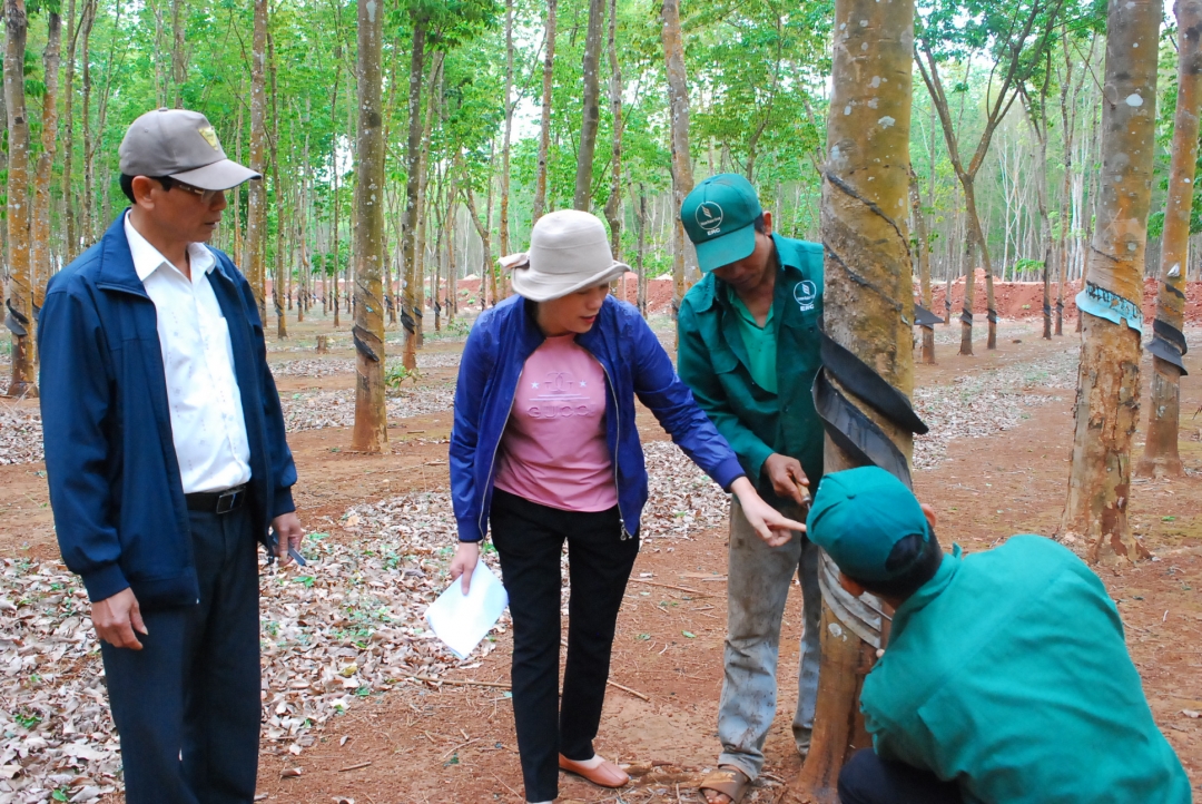 Chị Trần Thị Thanh Mai kiểm tra việc thiết kế miệng cạo, hướng dẫn kỹ thuật cạo mủ  cao su cho công nhân.    Ảnh: T.Ngữ