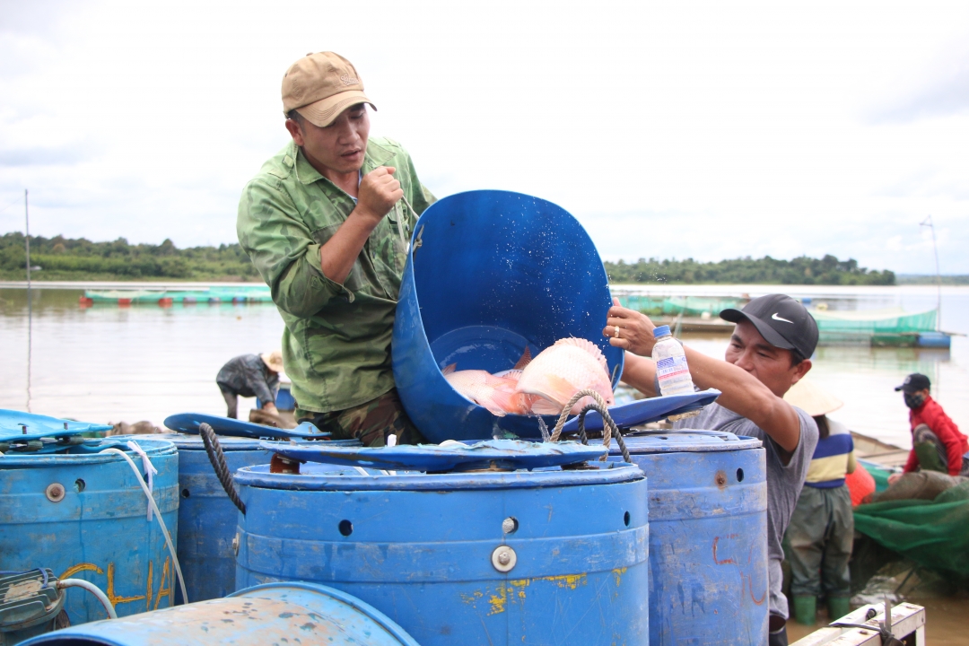 Tư thương đến mua cá tại HTX  Phú Nông.  Ảnh: L.Thành