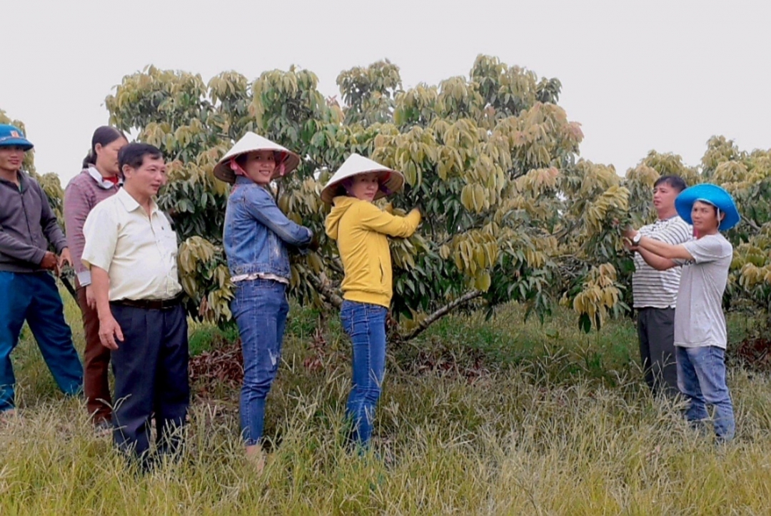 Cán bộ, hội viên nông dân tham quan vườn vải của gia đình anh Lập.   Ảnh: T.Thanh            