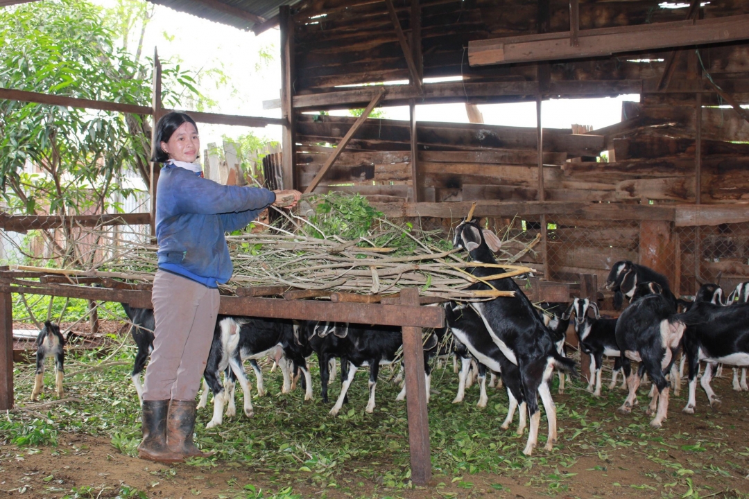 Nhờ nuôi dê,  hộ  chị  Lữ Thị  Kim Xuyến  (buôn Dhung,  xã Ea M’droh) đã thoát nghèo. Ảnh: Đ.Lan