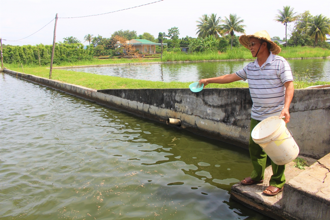 Mô hình nuôi cá rô phi VietGAP của ông Trịnh Xuân Oanh (xã Hòa Khánh, TP. Buôn Ma Thuột).   Ảnh: T.Linh