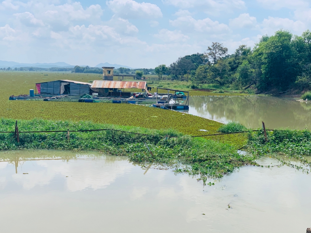 Nuôi cá lồng bè trên hồ Ea Súp hạ. 