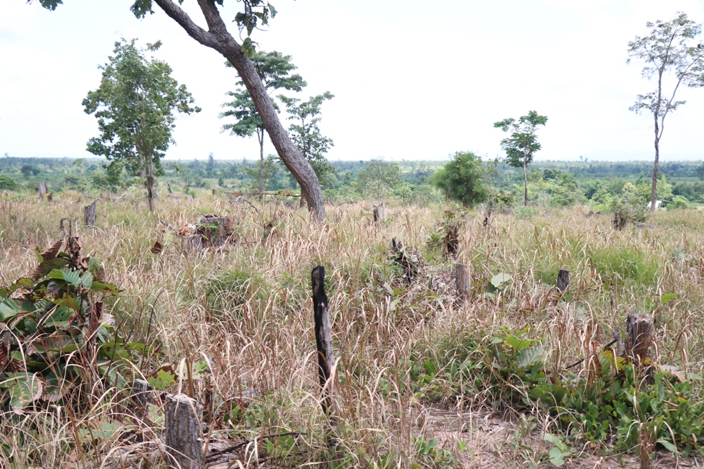 Một khoảnh rừng bị chặt phá, lấn chiếm trên địa bàn huyện Ea Súp