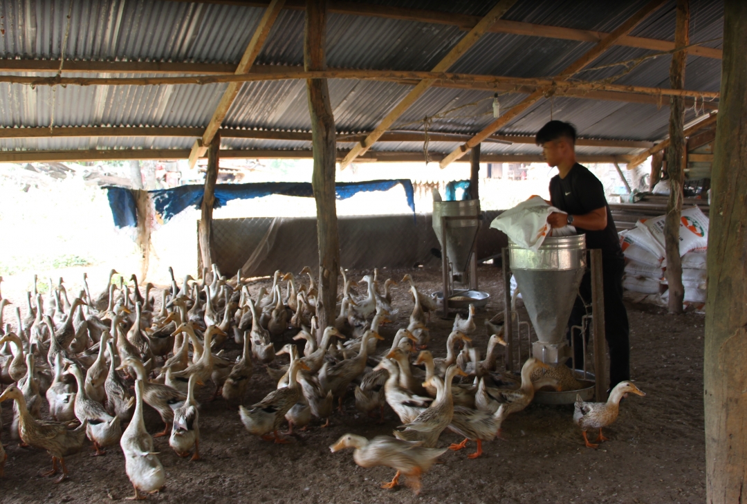 Anh Lương Văn Tâm chăm sóc đàn vịt