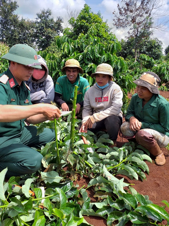 Thiếu tá Chu Đình Thành hướng dẫn kỹ thuật chiết, ghép cành cho người dân. 