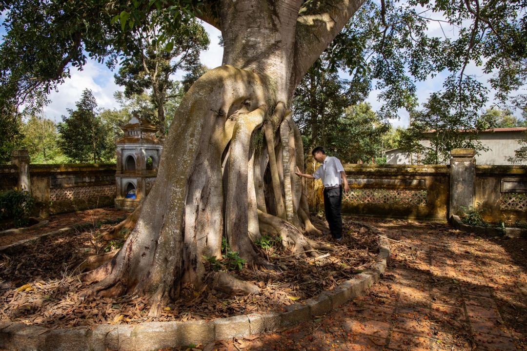 Mảnh tường cũ của Miếu thờ CADA đã được rễ cây bọc lại và gìn giữ bên trong thân cây.