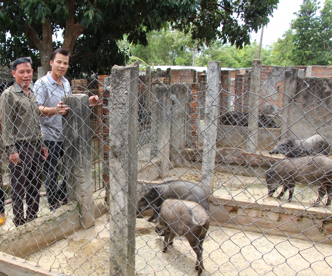 Chăn nuôi heo rừng lai ở xã Ea Sar, huyện Ea Kar. 