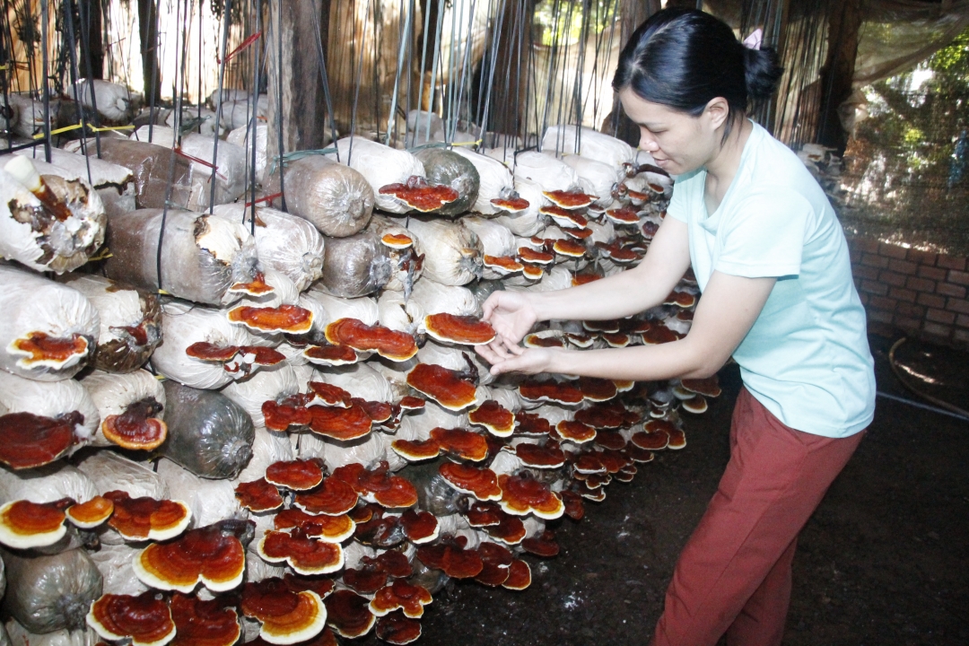 Trồng nấm linh chi tại Hợp tác xã Nấm linh chi và dịch vụ nông nghiệp Krông Ana. 