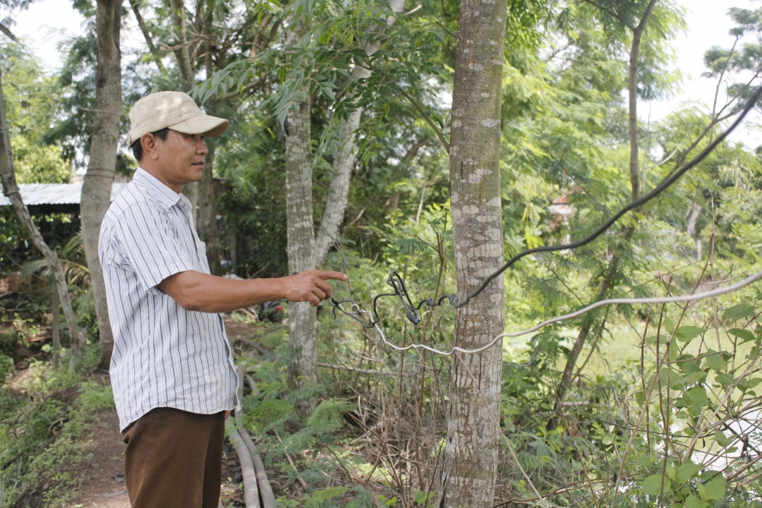 Người dân xã Ea Kao, TP. Buôn Ma Thuột vẫn giữ thói quen mắc dây điện (sau công tơ) vào cây sống, gây nguy hiểm. 