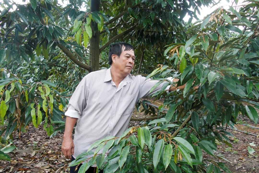 Ông Nguyễn Trung Cánh (xã Ea Tam, huyện Krông Năng) chăm sóc vườn cây.