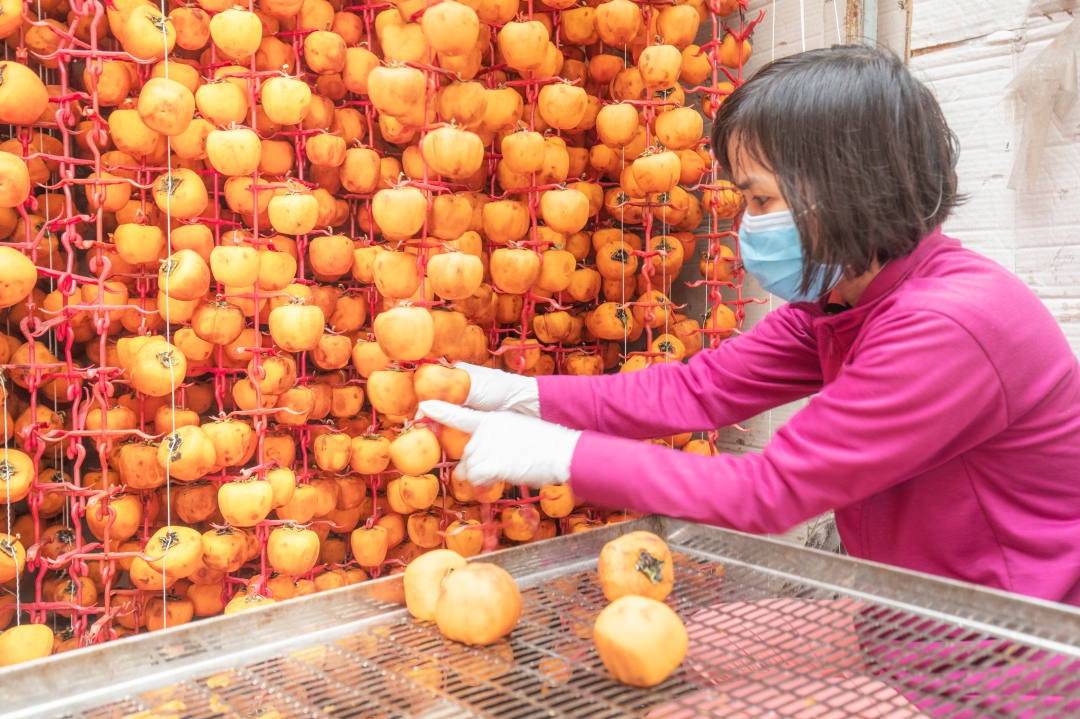 Quả hồng hứng ánh nắng trực tiếp thì thời gian thu hoạch nhanh hơn, ngọt hơn trong bóng râm. Quả hồng ở trong bóng râm và khô bằng gió trời hoặc quạt, sẽ cho màu đẹp tươi hơn, nhưng không ngọt bằng. Tất nhiên bớt ngọt chút chẳng sao vì hồng treo nhiều khi còn ngọt quá. Như Phú Lộc ở trong nhà kính, chỉ hứng ánh nắng vừa đủ vì còn được phủ lớp nilon phía trên, còn lại họ bật quạt.