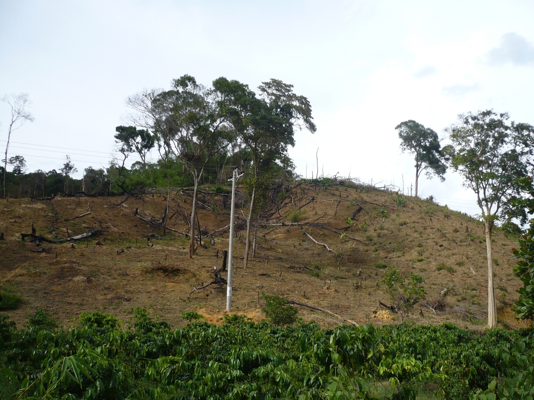 Diện tích rừng tự nhiên bị người dân DCTD đến thôn Yang Hăn (xã Cư Drăm, huyện Krông Bông) chặt phá, lấn chiếm đất trồng hoa màu. 