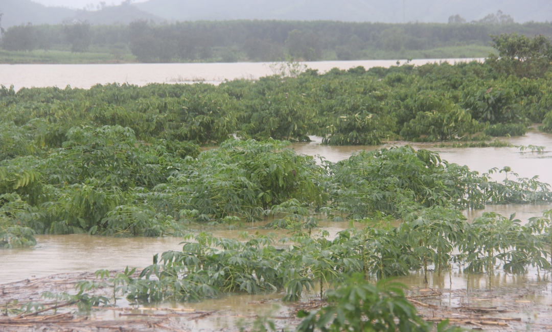 Nhiều diện tích cấy trồng ở huyện Krông Bông bị ngập