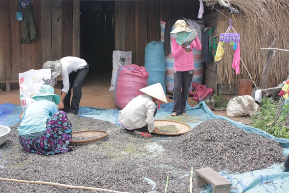 Một trong những hộ người dân tộc Mông tại xã Cư Kbang (huyện Ea Súp) đã có cuộc sống ổn định ở khu dự án bố trí, sắp xếp dân DCTD.