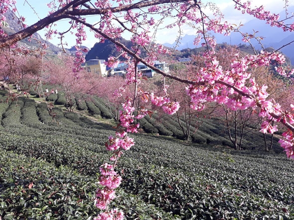 Mai anh đào, nét điểm tô tuyệt đẹp giữa cao nguyên chè  Ô Long.