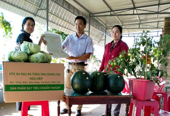 Sản phẩm chủ lực của HTX sản xuất rau an toàn công nghệ cao Hòa Hiệp là dưa, hấu, bắp cải và cà chua vẫn đang loay hoay tìm đầu ra. 