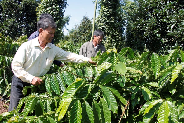 Vườn cà phê tái canh năm thứ 3 của hộ ông Trần Quang Vinh (thôn 2, thị trấn Buôn Trấp). 