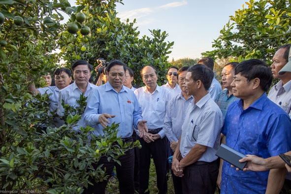 Đồng chí Phạm Minh Chính, Ủy viên Bộ Chính trị, Bí thư Trung ương Đảng, Trưởng Ban Tổ chức Trung ương (thứ ba từ trái sang)  cùng lãnh đạo tỉnh tham quan mô hình trồng cây ăn trái ở huyện Buôn Đôn.  Ảnh: H. Gia