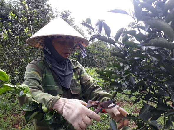 Bà Phạm Thị Thanh phát triển kinh tế vườn từ nguồn vốn của tổ phụ nữ tiết kiệm.