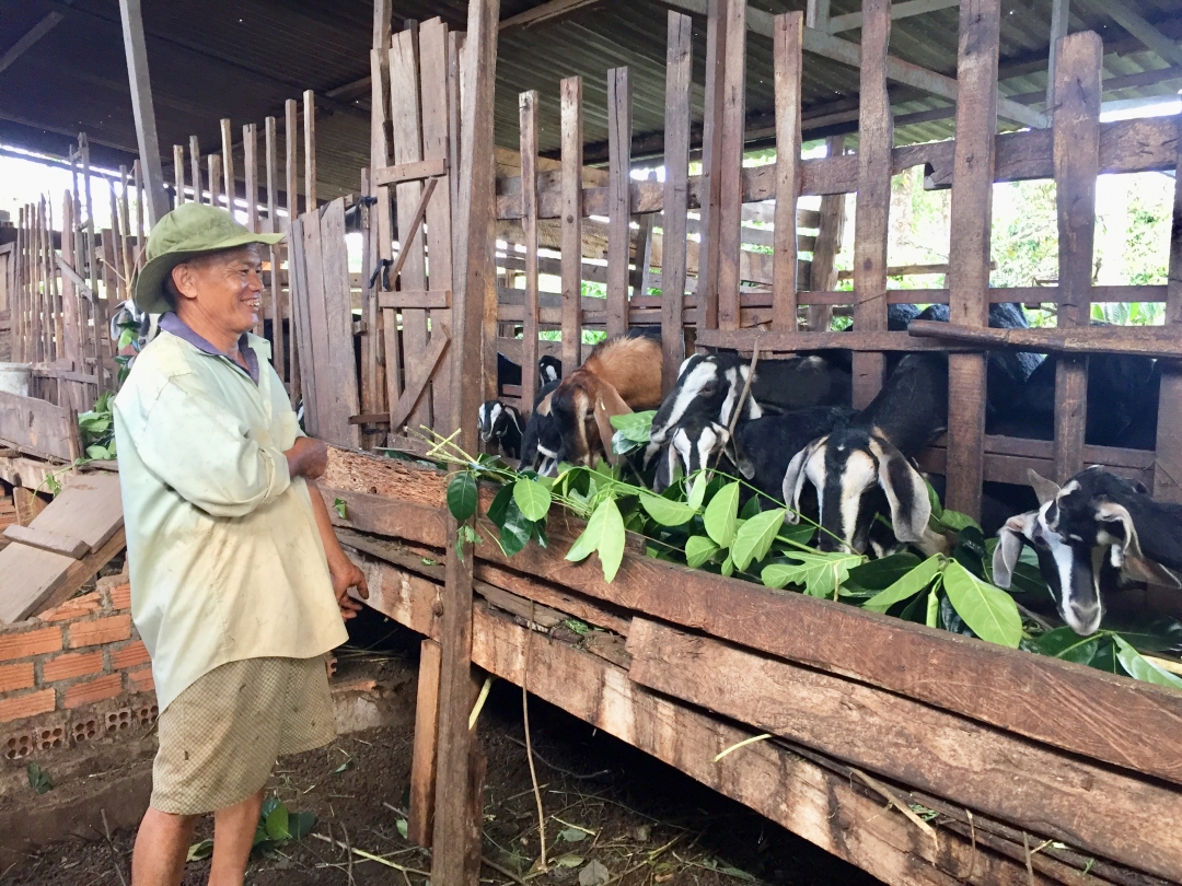 Ông Song chăm sóc  đàn dê  của gia đình.  