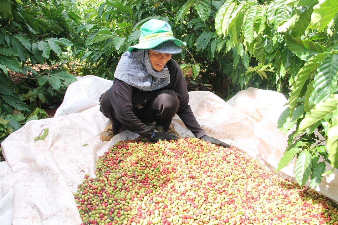 Nông dân xã Ea Tiêu (huyện Cư Kuin) thu hoạch cà phê với tỷ lệ chín cao.