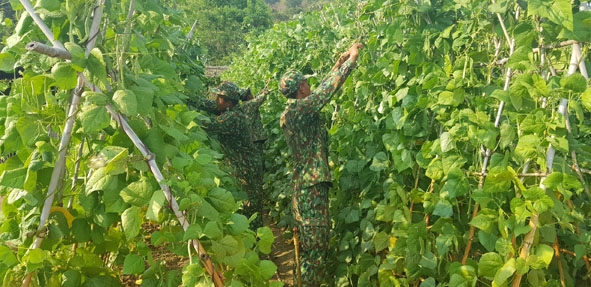 Tăng gia ở Đại đội Trinh sát.