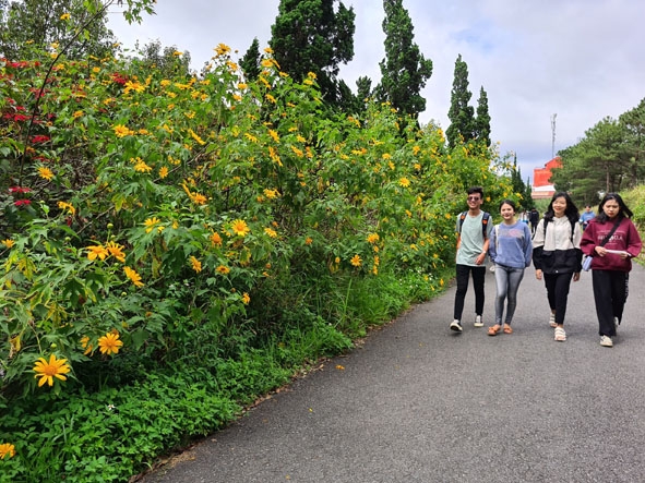 Đường đến giảng đường Trường Đại học Đà Lạt ngập sắc hoa dã quỹ. 