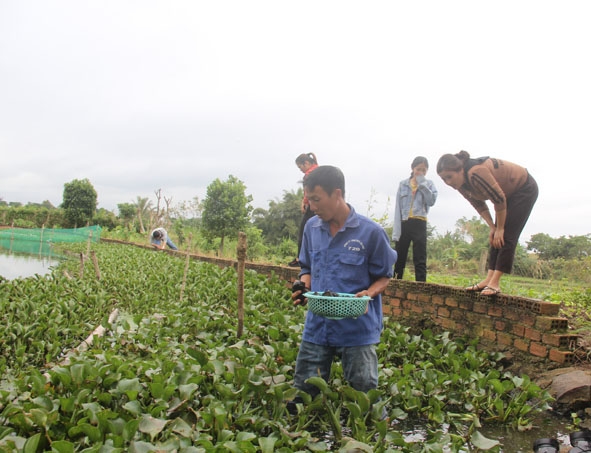 Người dân tham quan ao nuôi ốc của anh Trịnh Văn Thành. 