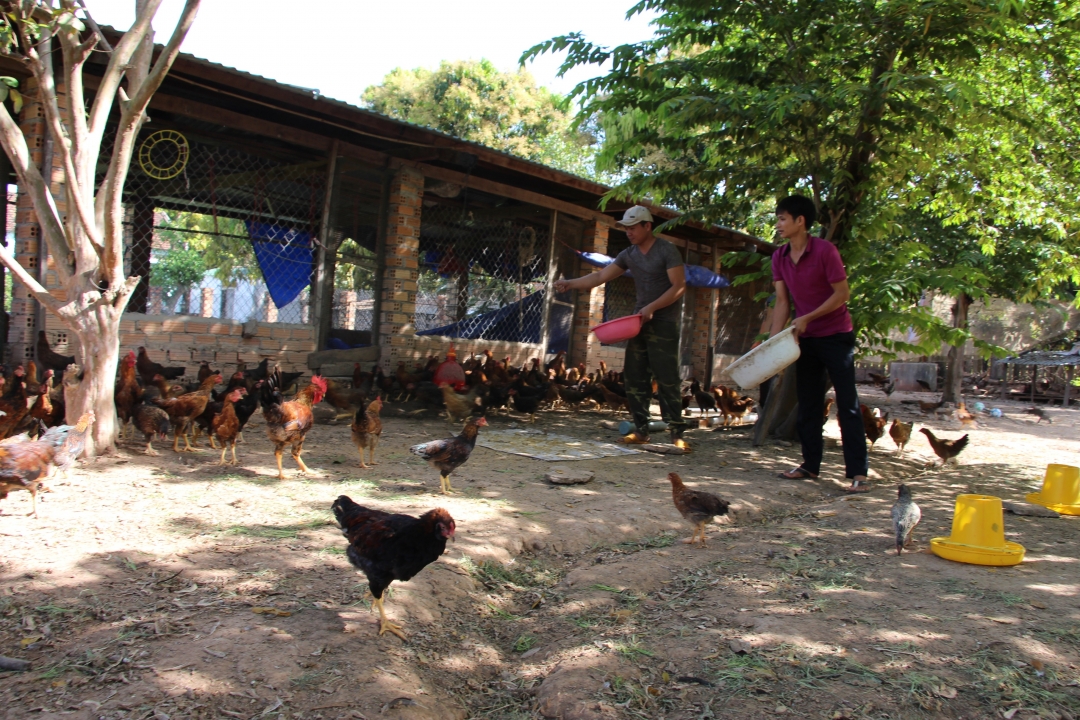 Tình hình chăn nuôi tại huyện Ea Súp đang có chiều hướng giảm mạnh.