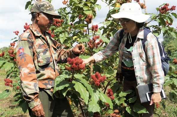 Tiến sĩ Cao Thị Lý hướng dẫn kỹ  thuật chăm sóc cây ca ri của gia đình ông Y Chuôn Bkrông ở buôn Drăng Phốk (xã Krông Na).