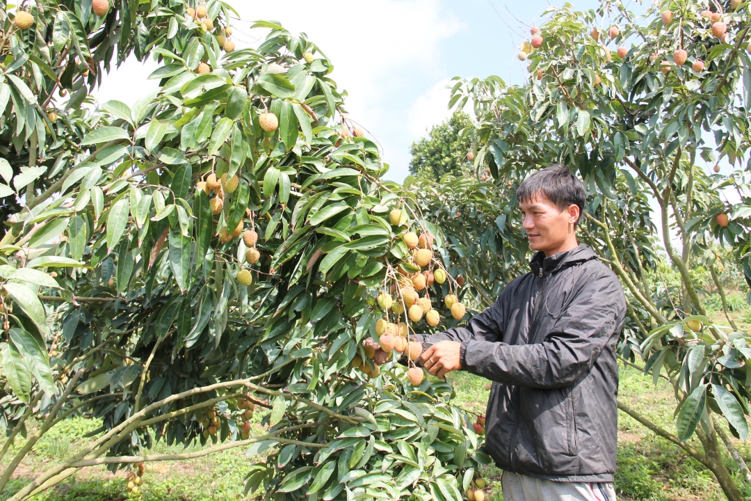 Ngành nông nghiệp tỉnh khuyến khích người dân canh tác hữu cơ, chuẩn bị nền tảng đưa các sản phẩm nông nghiệp địa phương gia nhập hiệp định. Trong ảnh: Vườn vải của nông dân ở xã Ea Sar (huyện Ea Kar). 