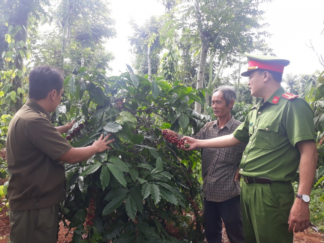 Công an xã Dray Bhăng (huyện Cư Kuin) đến các hộ có vườn cà phê để nắm bắt tình hình an ninh. Ảnh: M.Thuận