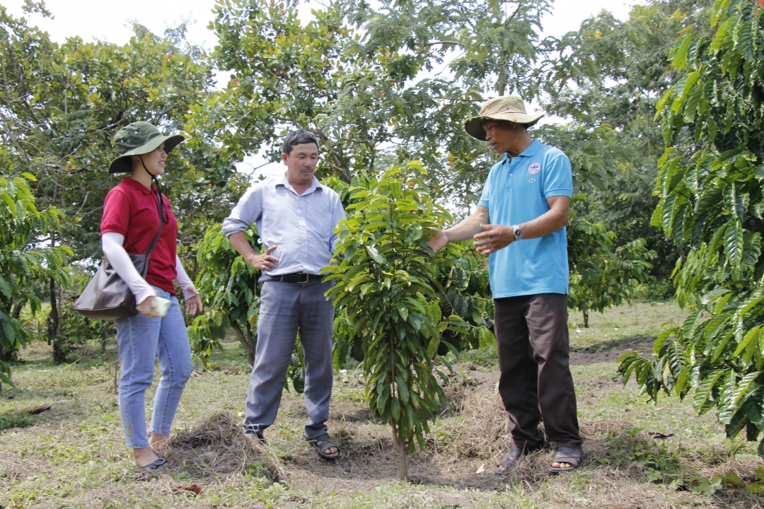 Ông A Huyền (buôn Hằng 1C, ngoài cùng bên phải) chia sẻ về mô hình cải tạo vườn tạp của gia đình