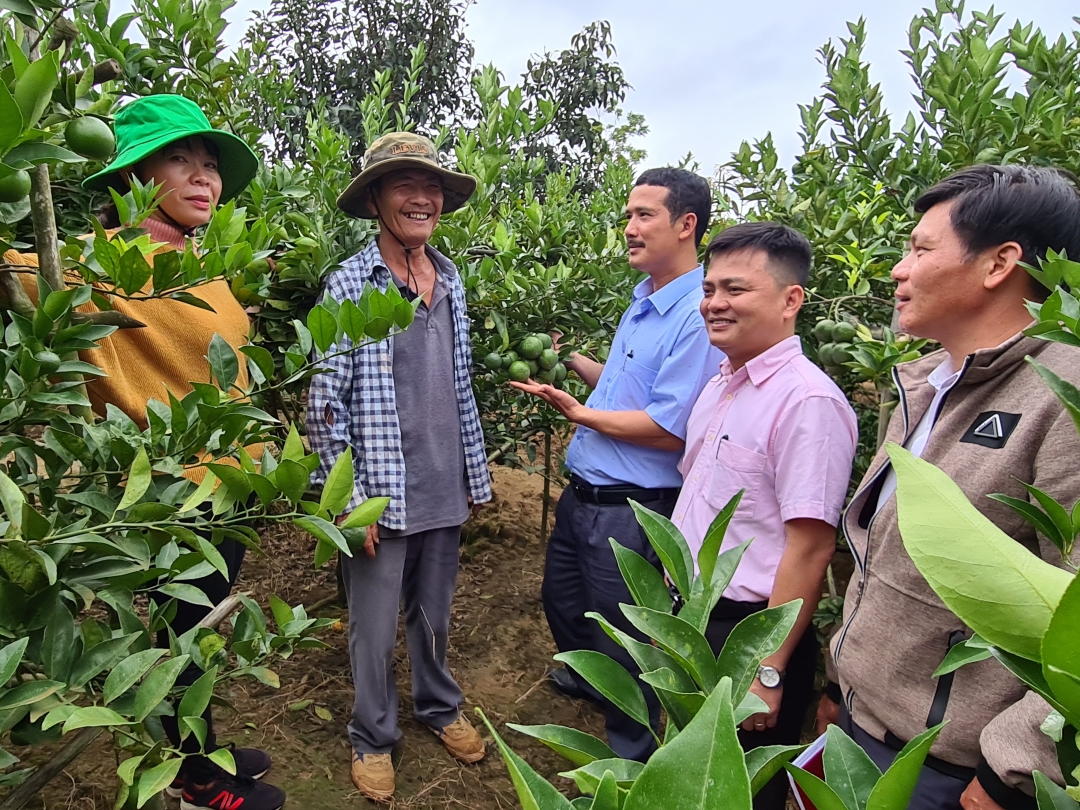 Hội viên nông dân tham quan vườn quýt của gia đình ông Liêm (thứ hai từ trái sang). 