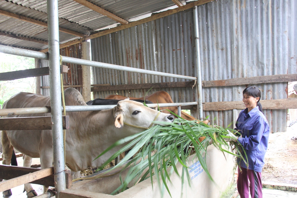 Hội viên Hội Phụ nữ xã Cư Bông, huyện Ea Kar vay vốn chính sách để phát triển chăn nuôi bò thịt