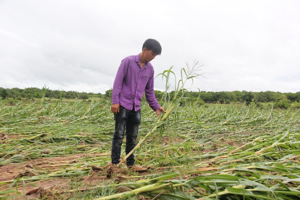 Cây trồng của người dân xã Cư Kbang, huyện Ea Súp bị thiệt hại do mưa lũ tháng 8 - 2020