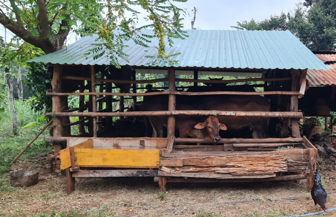 Chưa xây dựng được hệ thống xử lý chất thải trong chăn nuôi gia súc, gia cầm là nguyên nhân  gây ô nhiễm nguồn nước.