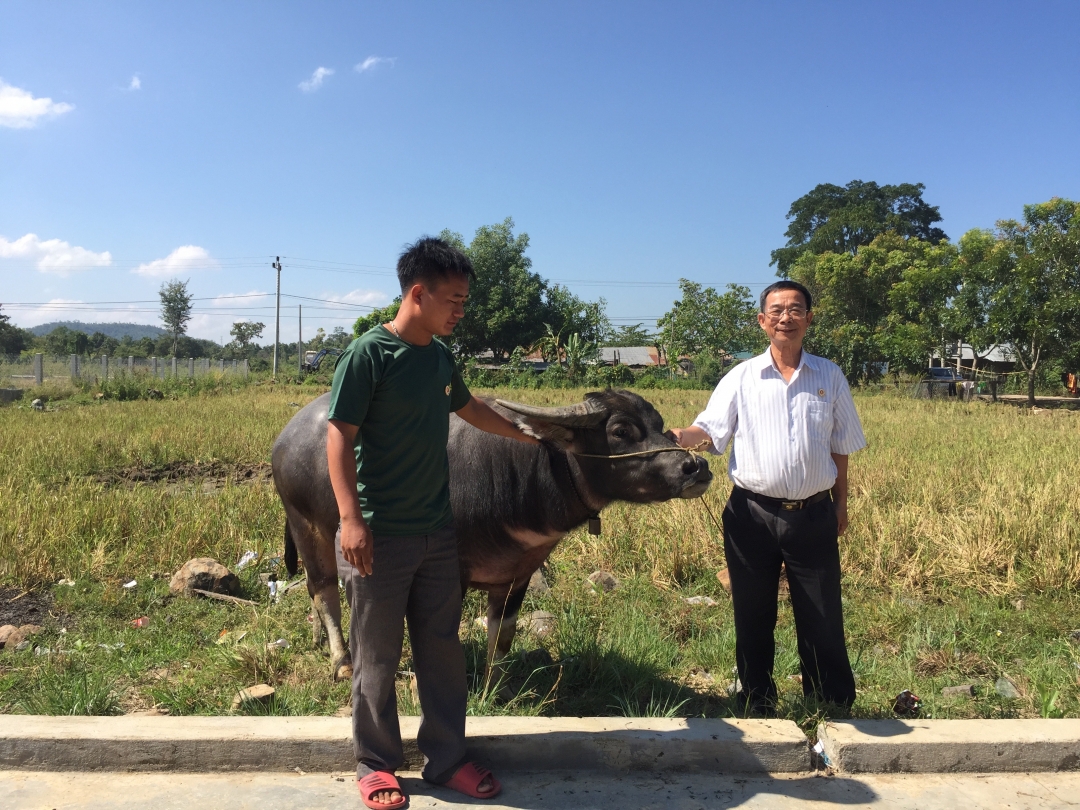 Lãnh đạo Hội CCB huyện Cư M’gar trao trâu hỗ trợ một hội viên ở xã Ea Kiết