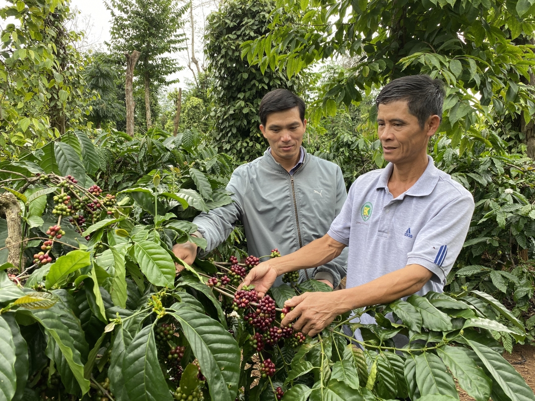 Vườn cà phê của gia đình ông Trần Thanh Sơn (bên phải) ở thôn 9, xã Ea Kiết.   