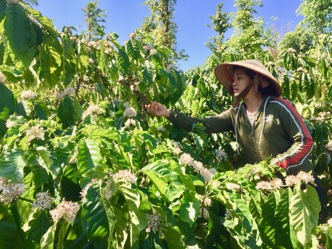 Chị Bàn Mùi Khe chăm sóc vườn cà phê. 